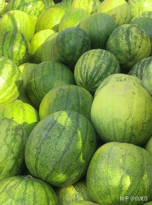 咳嗽了吃籽瓜,传统食疗新体验