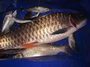 军鱼吃瓜了吗,揭秘军中趣闻轶事